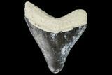 Serrated, Fossil Megalodon Tooth - Florida #110448-1